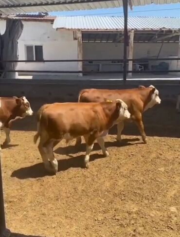 Коровы, быки: Продаю | Бык (самец) | Симментальская | На забой