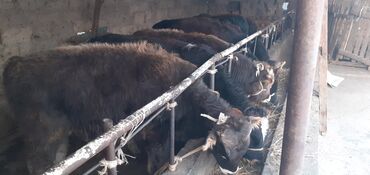 Коровы, быки: Продаю | Бык (самец) | Ангус, Швицкая | На откорм — 5