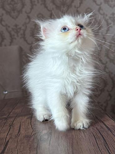 Pişiklər: Şotland — 4