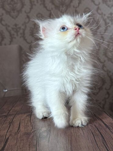 Pişiklər: Britan yastı qulaq, Erkək, Dişi, Yaxşı əllərə, Ünvandan götürmə, Pulsuz çatdırılma, Ödənişli çatdırılma — 5