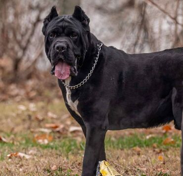 Psi: Ako tražite vernog člana porodice, obratite se nama i postanite — 25