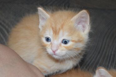 сибирская черно белая кошка: Кошка даром: Беспородная, 1 месяц, Мальчик