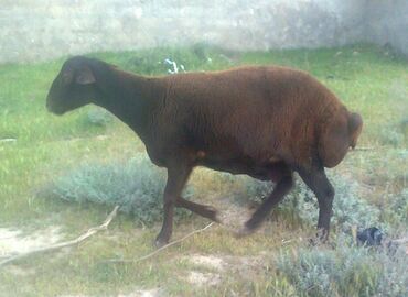 qurbanlıq qoyun qiymətləri: Alverçilər qəti narahat etməsinlər. Belə qoyun kimdəsə varsa satırsa
