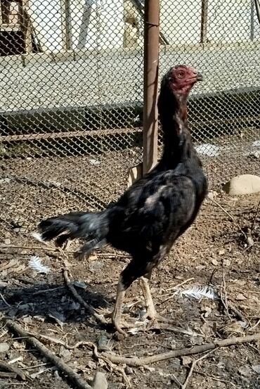 Xoruzlar: Salam Heyratı beçə 80 Heyratı sarıfete Fotoşəkillər Samsung Galaxy A7 — 12