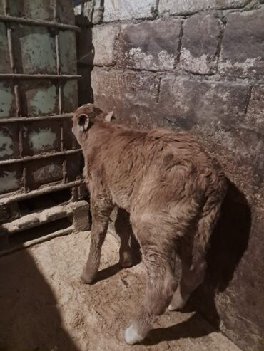 Dana, buzov: Dana, buzov, Erkək, Simental, ay: 5, Damazlıq — 6