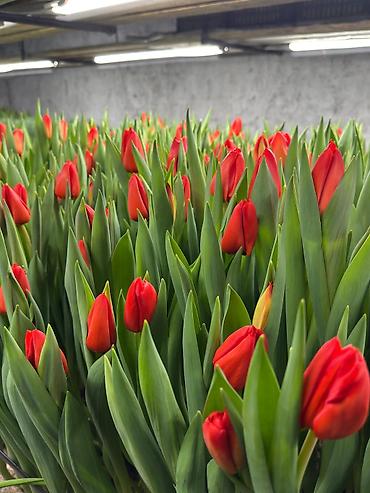 Цветы и букеты: Тюльпаны тепличного выращивания от производителя интересные цены - — 1