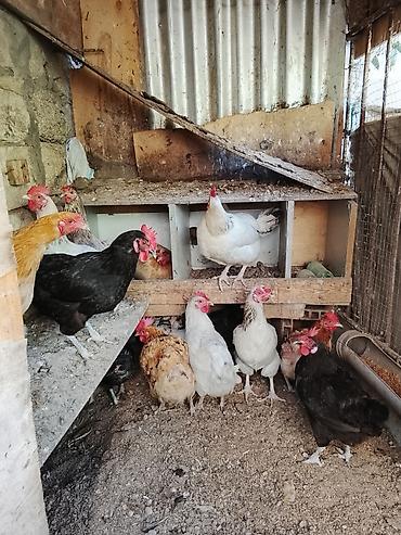 ucuz toyuq satisi: Toyuqlar 12 AZN-dən satılır .real alıcıya endirim var 15 dənədir — 1
