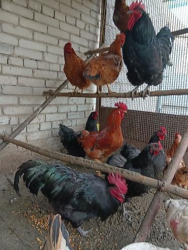 Птицы: Продаю — 13