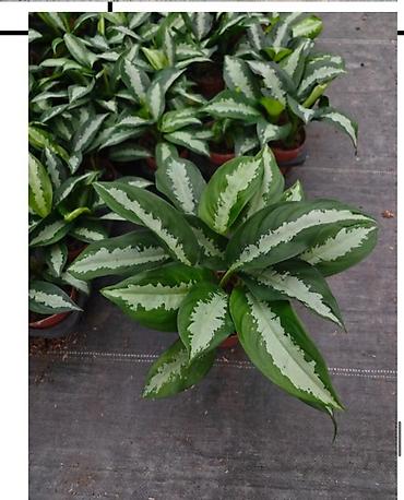 Другие комнатные растения: Комнатные крупномеры в кашпо Пересажен в горшках 1) Пахира — 63