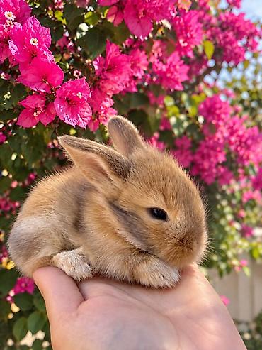 1 aylıq balaca🐰 ÖZEL İki dovşan götürsəniz, bir-birlərinə yoldaş