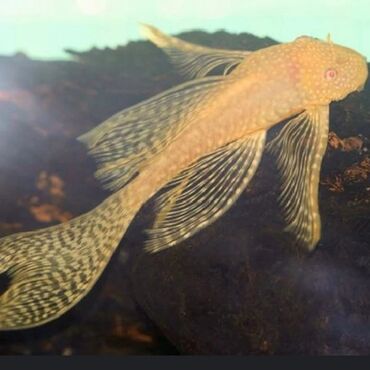 Аквариумы: Мы находимся а Беловодске! Аквариумные рыбки! черепахи тритоны !!!! — 8