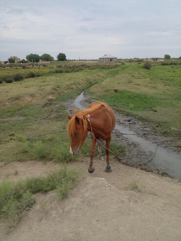 at şampunu qiymeti: Самка, Qarabag, лет: 3, Самовывоз