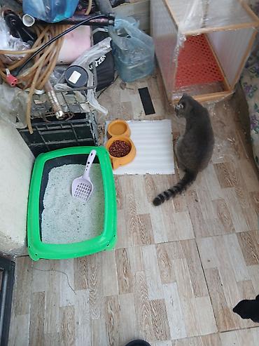 pişik adları: Salam tamı sağlam pişkidi baxa bilmremi diye satıram şotlanı cinsdi — 2