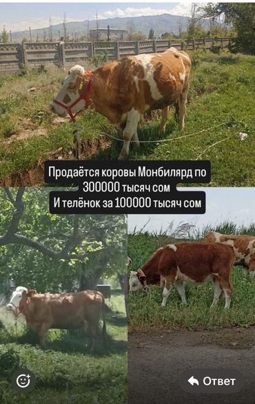 саан уй кемин: Башка жаныбарлар