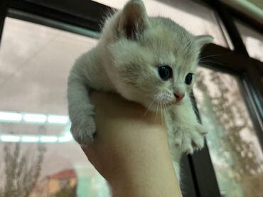 pişik şotlan: Britan