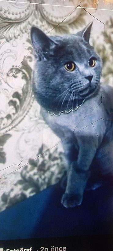 Pişiklər: Ev pişiyi – müxtəlif rənglərdə - Rənglər: tünd boz (mavi tonlu), ağ — 1