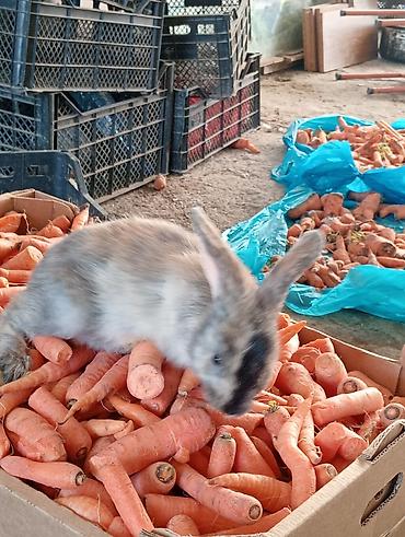 karlik dovsan: Ev dovşanı balaları – uzunqulaqlı, tüklü minilop tipli (aşağı sallanan — 6