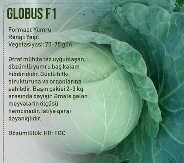 Toxumlar: Aluzze qarpiz toxumu — 22