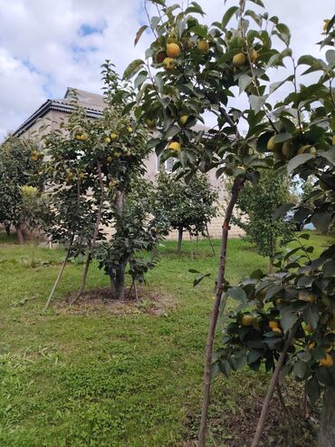 Həyət evləri və villaların satışı: Ev Xaçmaz-Xudat yoluna yaxın məsafədə yerləşir.25 sot həyətyanı sahədə -da lalafo.az — 7 Həyət evləri və villaların satışı: Ev Xaçmaz-Xudat yoluna yaxın məsafədə yerləşir.25 sot həyətyanı sahədə — 7