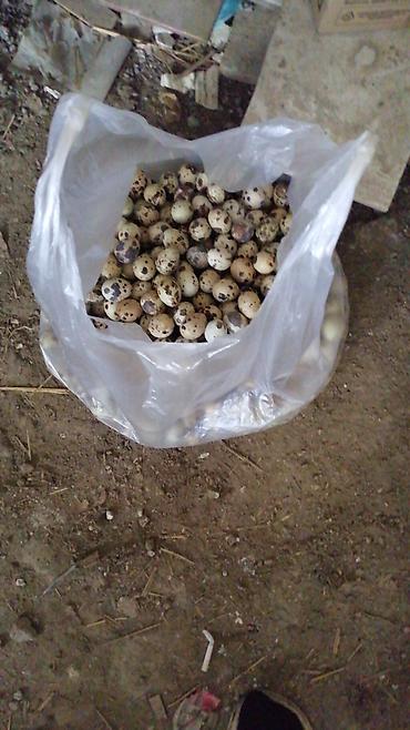 azolla satışı: Bildircin yumurtası satılır mayalı. Sifariş qəbul olunur — 2