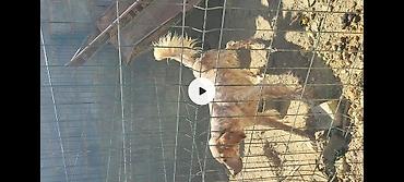 кошки сиамская: 3 месяца, Самец, С прививкой, С родословной — 3