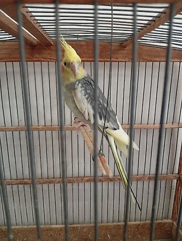 tutuquşu satışı az: Nymph paraketləri (Cockatiel) – 2 ədəd Xüsusiyyətlər: - Rəng: sarı — 5