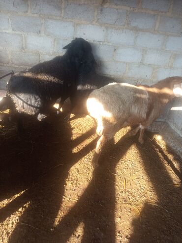 Баран, овца: Продаю | Баран (самец) | Эдильбаевская, Арашан | Для разведения — 5