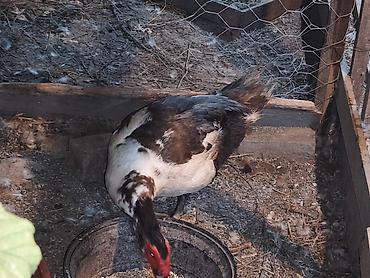 bakida cins ineklerin satisi: XAÇMAZDA ƏRKƏK SUPER CİNS LAL ÖRDƏKLƏR SATILIR YADA BARTER OLUNUR — 4
