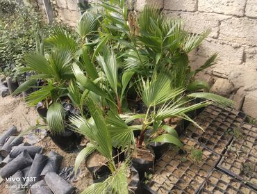 Ağaclar: Satılır: dekorativ bitkilər toplusu - Gül kolları (mini/çalı tipli) – — 25