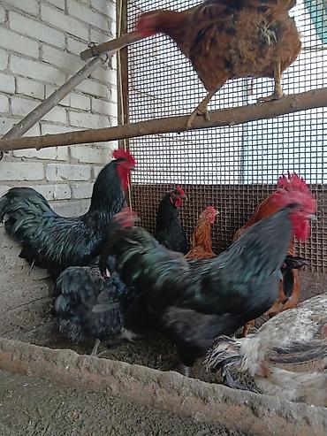 Птицы: Продаю — 5