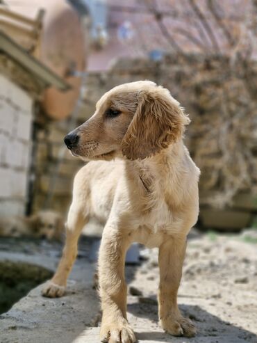 İtlər: Retriever, 3 ay, Erkek