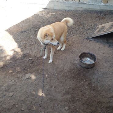 Собаки: Гурдбасар, 11 месяцев, Самка, Самовывоз