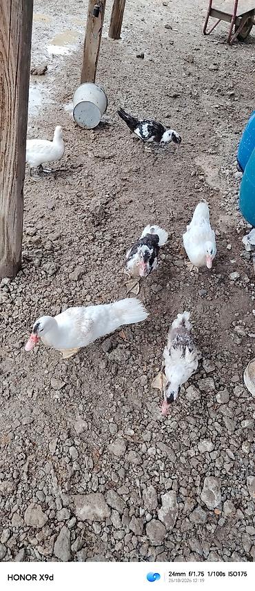 heyvan bazari quslar: 2 aylıq lal ordekler satılır tam saglam dır — 1