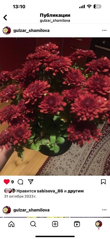 Otaq bitkiləri: Her cure guler var veregliyin baxin ancag xanimlara satiş olur Gencedi — 9