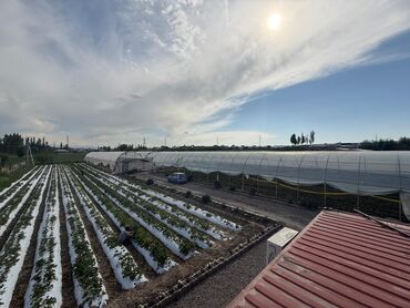 Другой готовый бизнес: Готовый бизнес. Теплица — 5