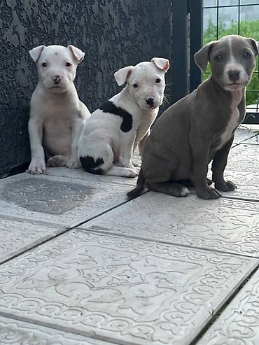 Продажа собак: Питбуль, 1 месяц, Самец — 4