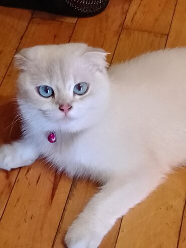 возьму котенка в добрые руки: Şotland lalafo.az -da возьму котенка в добрые руки: Şotland