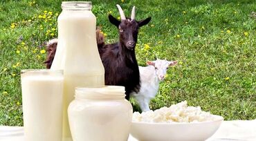 молоко коровье: Продаётся козье молоко -200 сом/литр, айран из козьего молока -250