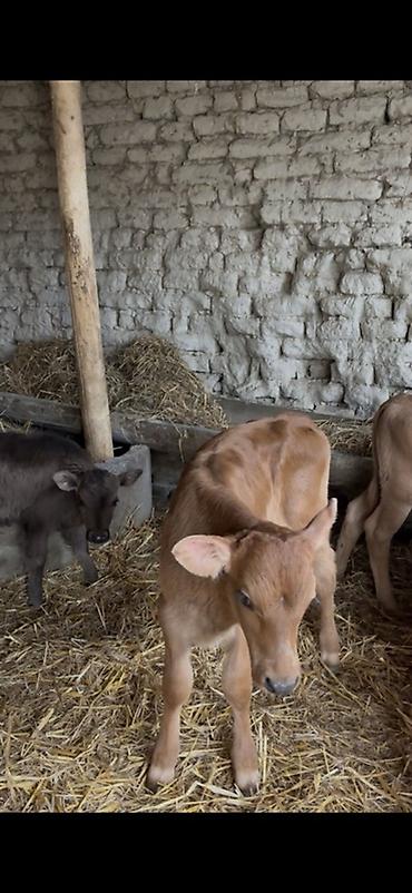 Dana, buzov: Satışda: dana balaları - Növ: yerli cins ətlik/südlük istiqamətə — 24