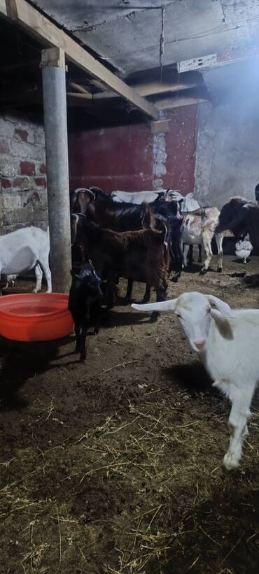 Super damazliq keciler satlir heleb alpin ve sanin keciler kime