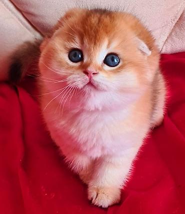 Кошки: Шотландская вислоухая — 6