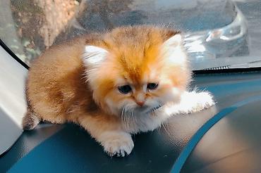 Pişiklər: Britan — 10