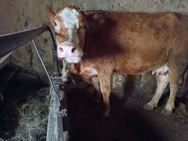 Коровы, быки: Продаю | Корова (самка) | Для молока | Привязанные at lalafo.kg — 10 Коровы, быки: Продаю | Корова (самка) | Для молока | Привязанные — 10