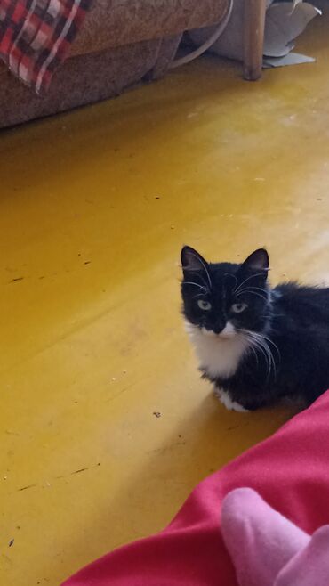 Продажа кошек: Котята . отдам в хорошие руки. - На фото — помет из трёх котят: два — 3