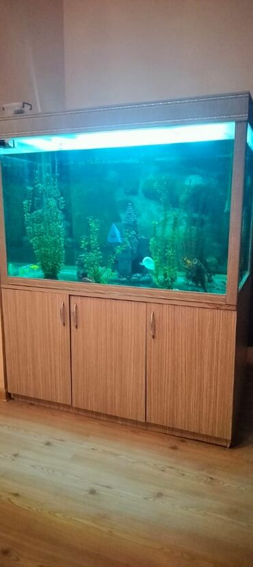 аквариум без рыб: Akvarium,biofiltr ilə