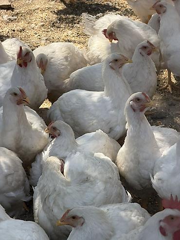 собака щенки: Продаю | Куры | Бройлерная | На забой — 9