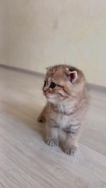 Кошки: Шотландская вислоухая — 3