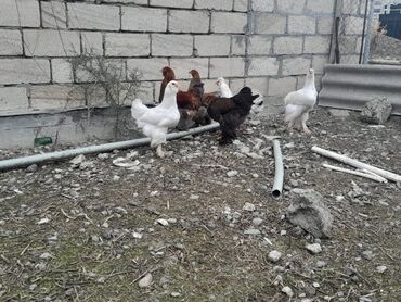 Xoruzlar: Bramalar satılır 3aylıqdılar.Bir ədəd qold xoruz-2qold fərə.bir ağ -da lalafo.az — 2 Xoruzlar: Bramalar satılır 3aylıqdılar.Bir ədəd qold xoruz-2qold fərə.bir ağ — 2