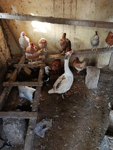 Ördəklər: Dişi, | Lal ördək, Ətlik, Ünvandan götürmə — 8