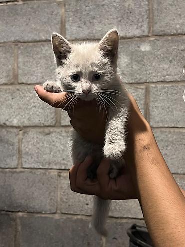 Отдам даром кошку: Кошка даром: Беспородная, 3 месяца, Девочка at lalafo.kg — 3 Отдам даром кошку: Кошка даром: Беспородная, 3 месяца, Девочка — 3